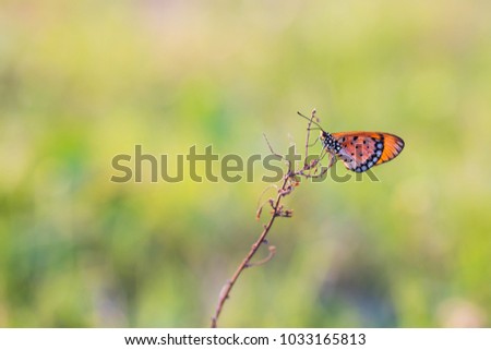 Butterfly over green background