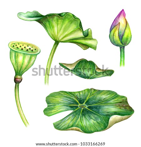 watercolor botanical illustration, green lotus leaves, pink flower bud, blossom, oriental garden nature, water lillies, chinoiserie design elements, lotos, tropical floral clip art isolated on white