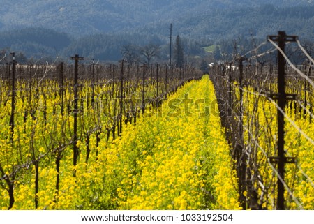 Young wine grape vines and bright blooming mustard flowers on a sunny day in Napa valley, California