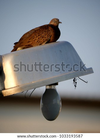 A spotted dove on the street lamp blue sky background 