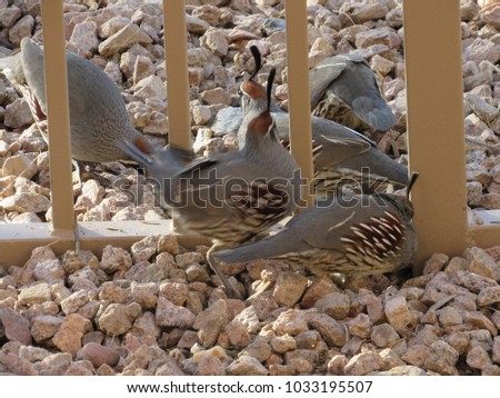 Gambel's quail (Callipepla gambelii) searching for seeds on the ground
