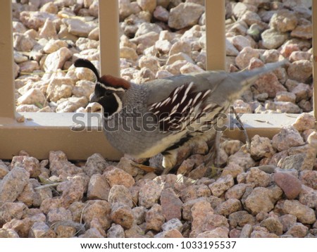 Gambel's quail (Callipepla gambelii) searching for seeds on the ground