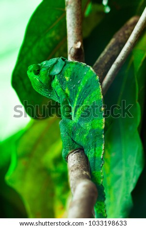 Green Chameleon. Selective focus.