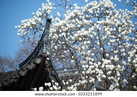 Magnolia closeup image