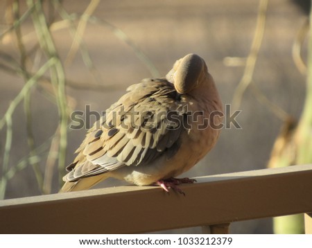 Mourning dove (Zenaida macroura) sitting on a fence