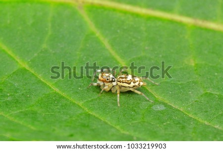 Tiny yellow Phintella sp. spider