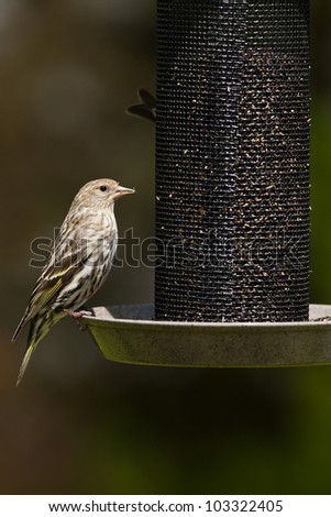 Pine Siskin (Carduelis pinus).  The Pine Siskin is a North American bird in the finch family.