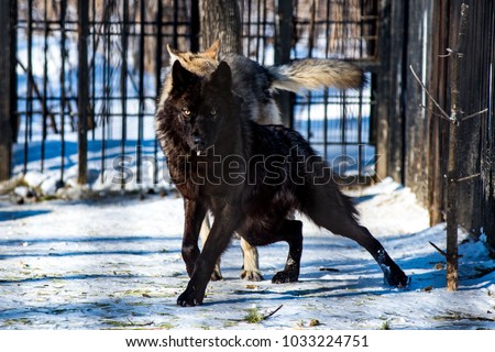 black wolf in the snow in a cage Royalty-Free Stock Photo #1033224751