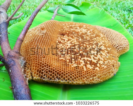 Honeycomb on the cuttings on banana leaves.