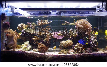 aquarium coral, reef tank, marine aquarium, LED Royalty-Free Stock Photo #103322852