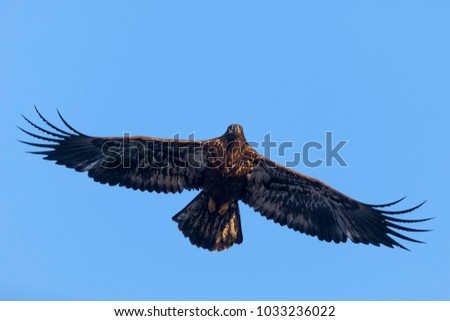Juvenile bald eagle in flight with spread wings. The photo was taken by Mississippi River in Iowa, USA.