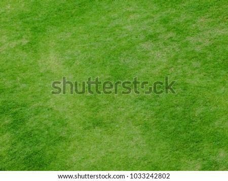 perfect striped lawn green fresh grass background