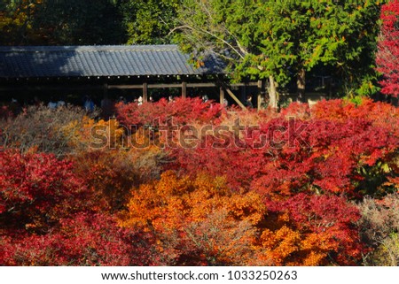 autumn foliage in Tofuku ji Temple in Kyoto