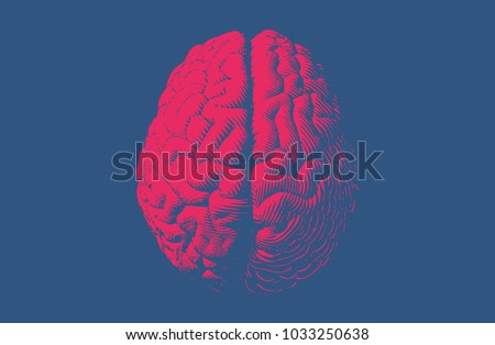 Red engraving brain illustration in top view isolated on blue background Royalty-Free Stock Photo #1033250638