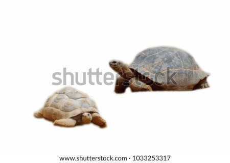 Big Turtle isoalted on the white background