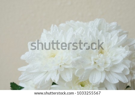 Blurry white flower, Close up petal of white Chrysanthemum flowers or white flowers image use for web design and white flowers background