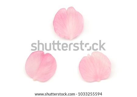 Japanese cherry blossom petals isolated on white background Royalty-Free Stock Photo #1033255594