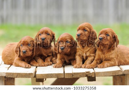 Five red setter puppies lie on wooden table, outdoors, horizontal Royalty-Free Stock Photo #1033275358