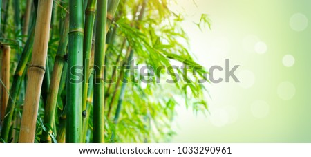 Bamboo. Bamboos Forest. Growing bamboo border design over blurred sunny background. Space for your text. Wide angle banner