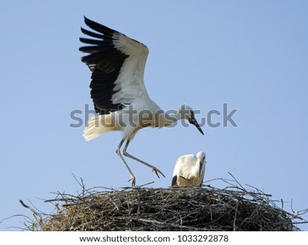 White stork (Ciconia ciconia) chicks in the nest