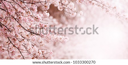 Beautiful spring cherry blossom with fading in to pastel pink and white background. Shallow depth of field. Wide header dimension. Royalty-Free Stock Photo #1033300270