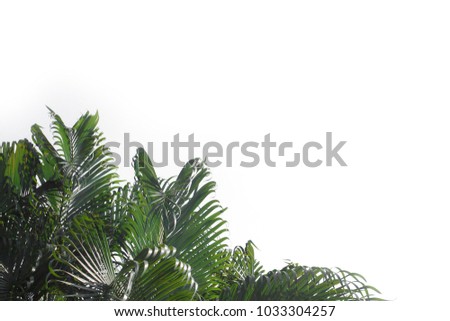 White background tree treetop Red Palm Tree natural in Phuket Thailand