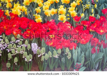Red tulips with beautiful bouquet background,