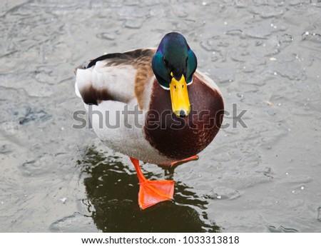 Duck/drake from front on frozen river