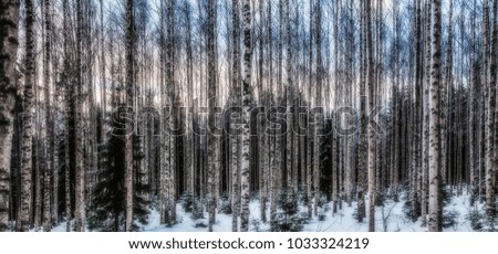 Birch forest is in winter