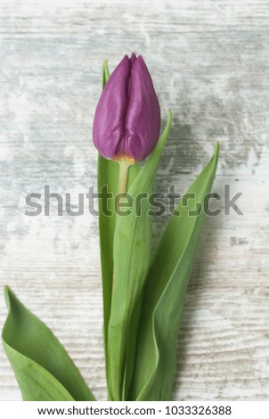 One Purple Tulip on Rustic Gray Background. Vertical Image. Violet Spring flower.