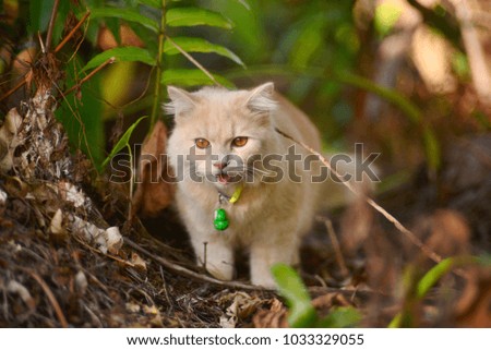 Beautiful cat in blurred background