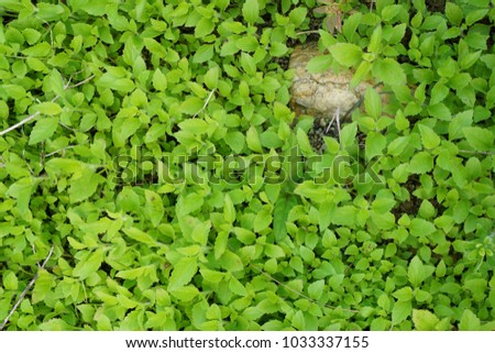 Green background of the ground cover plants. leaves texture. Top view. Natural green Grass texture. Abstract background. copy space.