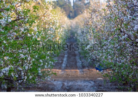 Almond blossoms in Israel