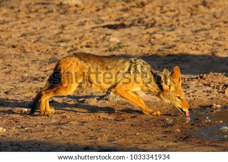 The black-backed jackal (Canis mesomelas) drinks at the waterhole in the desert. Jackal by the water in the evening light