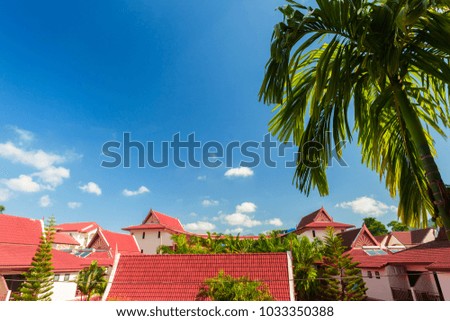 coconut palm tree on sky background