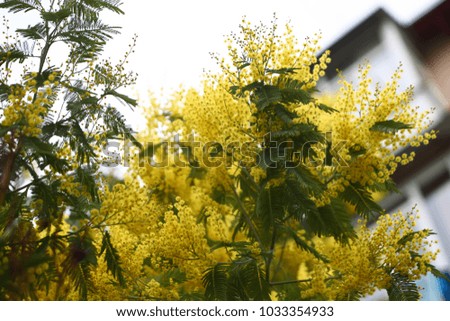 yellow mimosa macro spring