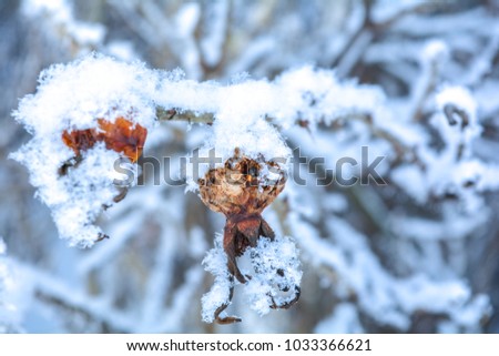 Winter close up branches of bush with berries in frost snow flakes