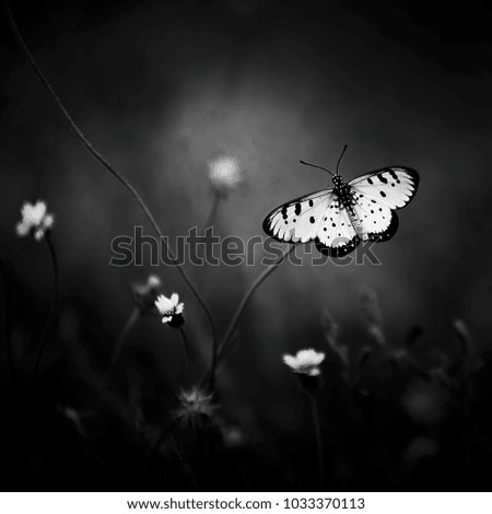 Beautiful butterfly on flower with blur backgrounds. Nature composition. Image has grain or noise or blurry and soft when view at full resolution.
