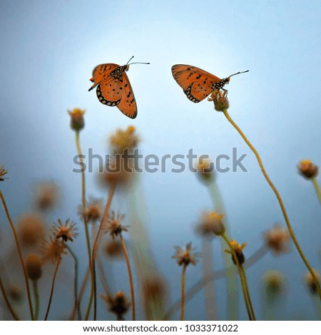 Beautiful butterflies on flower with blur backgrounds. Nature composition. Image has grain or noise or blurry and soft when view at full resolution.