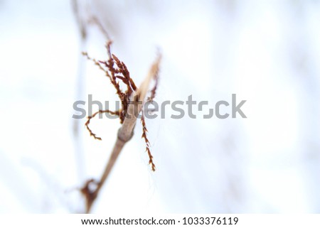 Frost on grass during winter season. Stalks dry grass in frost on field. Snow in Winter