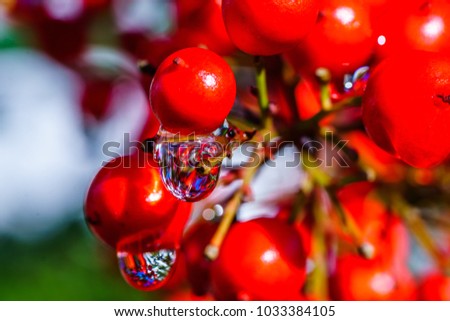 Colorful fall fruits with water droplets.  a berry is a small, pulpy, and often edible fruit. Berries are usually juicy, rounded, brightly colored, sweet or sour, and do not have a stone or pit, alth