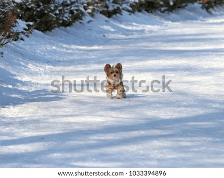 the beautiful doggie in a ski suit walks on the snow-covered park