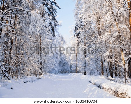 Picture of winter trees with snow and blue sky
