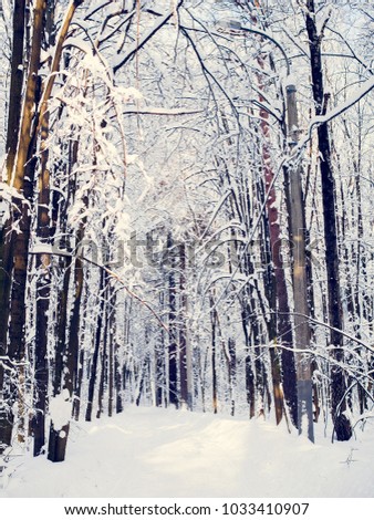 Picturesque picture of snowy trees in forest