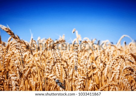 Ripe golden wheat field on the blue sky background