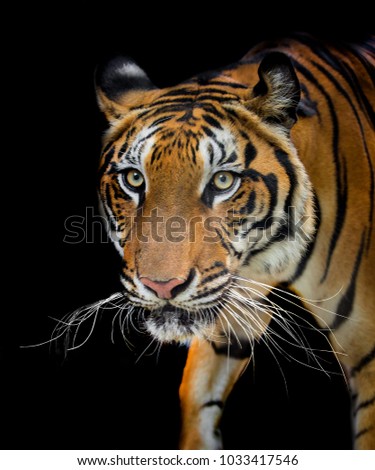 Closeup head of tiger on black background