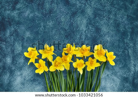 Holiday grunge background with Yellow daffodils flowers on navy blue texture. Beautiful Greeting Card for Mothers Day, Birthday, Women's day. Creative Web banner With Copy Space