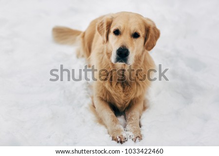 Picture of dog sitting on snow at winter walk