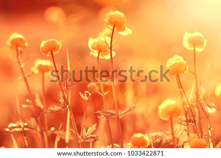 nature background flowers yellow / beautiful spring nature photo, tinted vintage flowers design