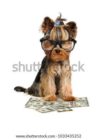 yorkshire terrier dog and money isolated on white